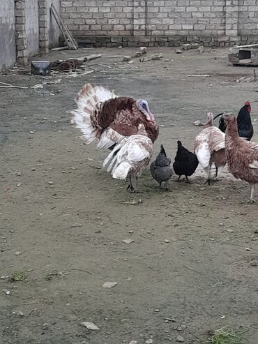 mayalı yumurta satışı: Salam qırmızı kanada mayalı yumurtası cucesi sifariş götürlur ünvan