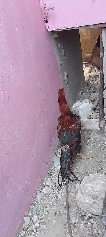 tufəngi: Heyrati xoruz bos bekar adamlar narahat etmesin! — 4
