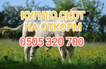 Куплю с/х животных: Куплю | Коровы, быки, Лошади, кони | На откорм, Откормленные