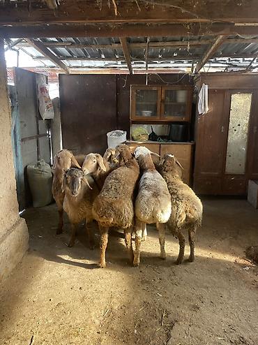 Баран, овца: Продаю | Ягненок, Баран (самец) — 1