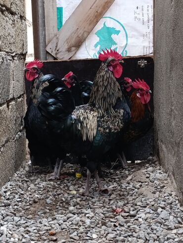 Toyuqlar: Toyuq, Damazlıq, Ödənişli çatdırılma, Ünvandan götürmə — 2