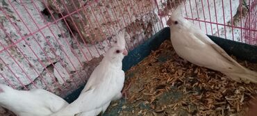 Tutuquşları: Salam ilk ozce yazini hamisini oxuyun sonra elaqe saxliyin hardasa bir — 4