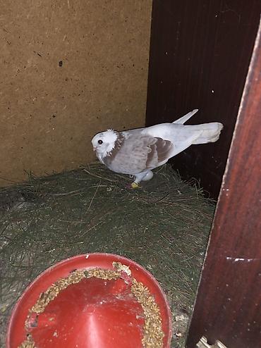 alman ovcarkası satılır: Bango maya cute hazir yumurtlamagina soz ola bilmez .erkeyin pisik — 4