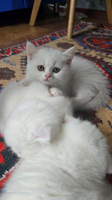 Кошки: Шотландская вислоухая — 3