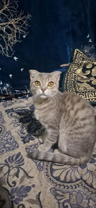 Животные: Шотландская вислоухая кошка (Scottish Fold) - Окрас: серебристый — 2