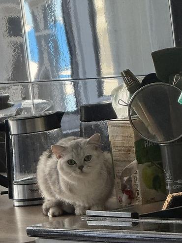 сливы пантера котедж: Шотландская вислоухая кошка (окрас серебристый шиншилла) - Порода — 4