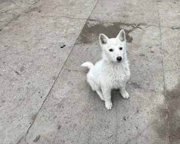 Продажа собак: Лайка, 3 месяца, Самец — 10