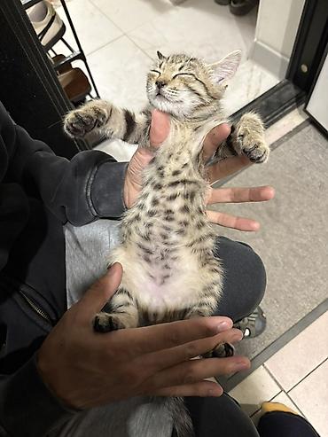кошка сколько стоит: Беспородная, 2 месяца, Мальчик, Приучена к лотку — 1
