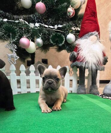 Psi: Štenci francuskog buldoga. U novogodisnjoj ponudi sjajno leglo na lalafo.rs — 9 Psi: Štenci francuskog buldoga. U novogodisnjoj ponudi sjajno leglo — 9