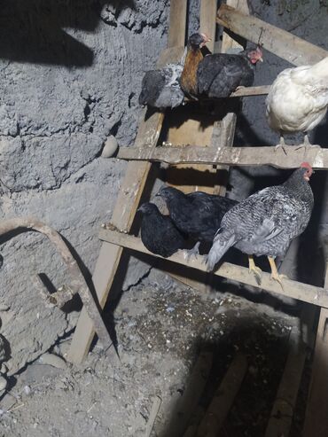 Куры, петухи: Продаю | Куры | Домашняя | Для разведения — 9
