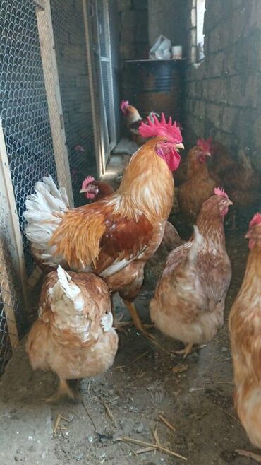 3 toyuq 3 gune 3 yumurta: Toyuq, Damazlıq, Ünvandan götürmə, Ödənişli çatdırılma