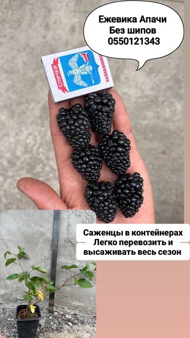 семена комнатных цветов в бишкеке: Көчөттөр : Кара бүлдүркөн, Өзү алып кетүү, Акылуу жеткирүү