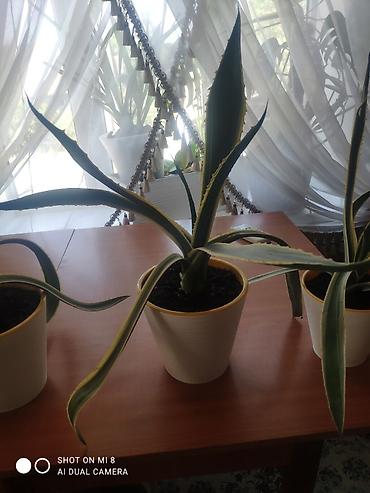 агава: Продаю комнатное растение агава цена — 3