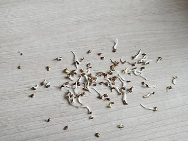 Кормовые растения: Беде урук, эспарцет урук сатылат, жугору урук кепилдиги менен дун жана — 7