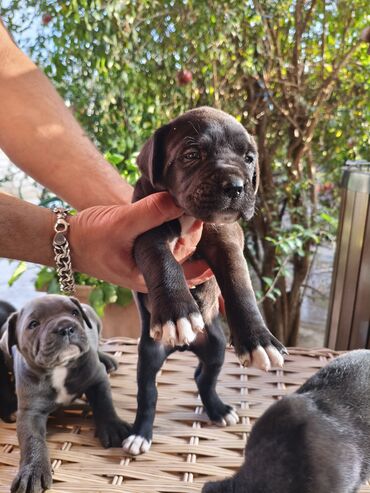 İtlər: 1 ay, Peyvəndli, Rayonlara çatdırılma, Ünvandan götürmə, Pulsuz çatdırılma — 23