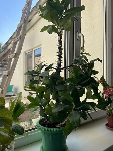 Молочаи: Суккуленты в горшках 1) Денежное дерево (Crassula ovata) - Крупное — 2