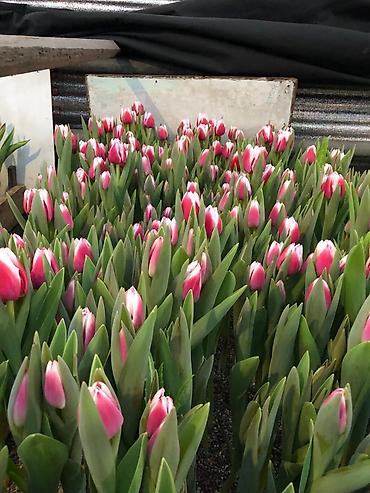 Букеты из живых цветов: Продаем тюльпаны оптом! Луковица голландская, выращенные в — 8