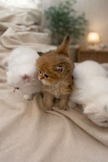золотая шиншилла цена: 👑 Elite Golden Chinchilla balaları – ağ, qızılı və pələng naxışlı Ev — 5