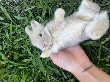 ereb dovşanı: Çox gözəl və nadir rəngə sahib Holland Lop balası satılır. 🐰 1 aylıq — 4