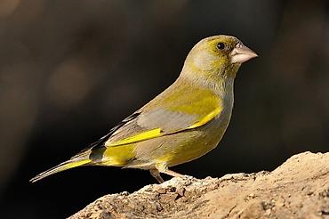 kanada: Məhsul: Yaşıl qırğılı (European Greenfinch, Chloris chloris) – ev — 1