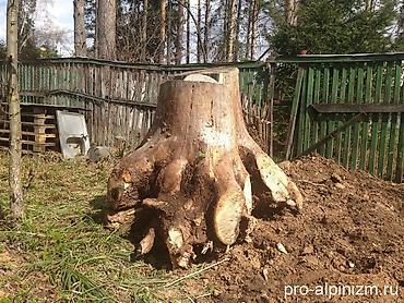 пеньки купить: Услуга: выкорчевывание пней и удаление корней на участке - — 1
