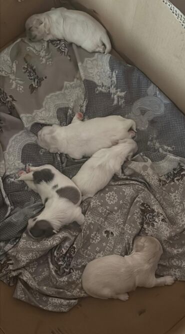İtlər: Pekines