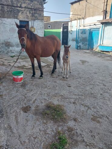 at aliram: Dişi, Qarabag, il: 1, Ünvandan götürmə, Pulsuz çatdırılma, Ödənişli çatdırılma