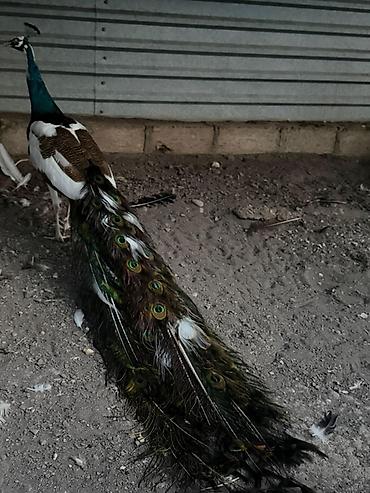 touz quşu: Məhsul: Tavus quşu (erkək, uzun quyruqlu) Təsvir: - Nadir rəng — 2