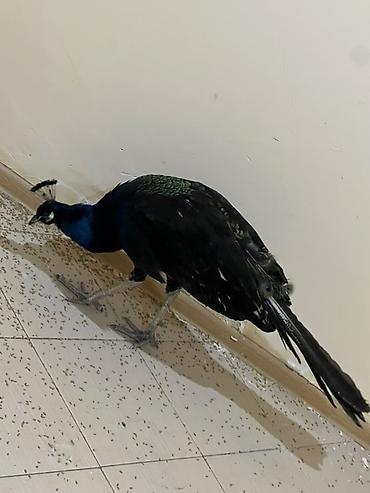 amadin quşu: Məhsul: Təbiət quşu – Tavus quşu (peacock) Təsvir: - Nadir dekorativ — 1