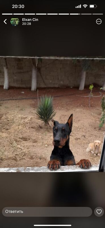 собака в хорошие руки: Doberman, 1 il, Erkek, Peyvəndli, Ünvandan götürmə