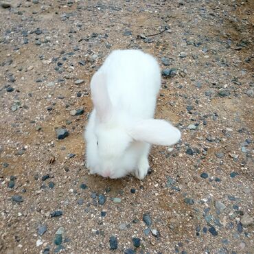 Dovşanlar: Holland lop dovşanlar 3 böyük 2 bala. balanın biri 15azn böyüyün — 5