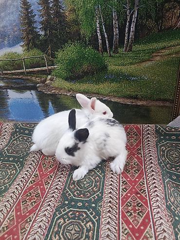 Dovşanlar: Dovşan yemi 2-azn Bala Dovşanlar 5azn. Apilka (Yonqar 1.50azn) — 29