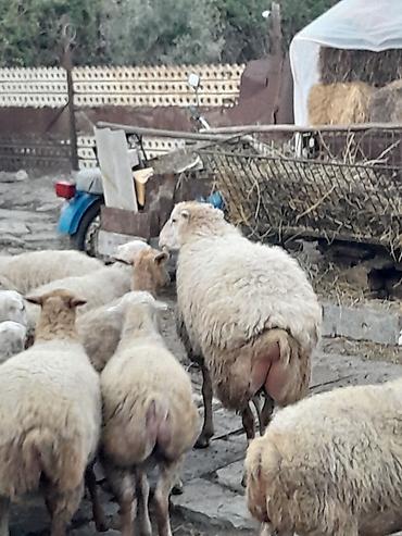 alman coban kopegi: Damazlıq bala almağa əla sortdu qiymətdə razılaşmaq olar — 3