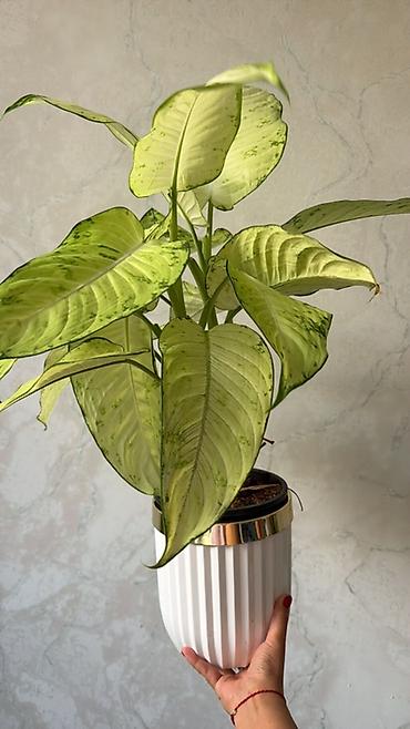 пальмовое: Комнатные растения в декоративных кашпо 1) Саговник (Cycas revoluta) — 9