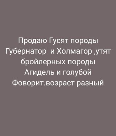 чучело фазана: Птицы