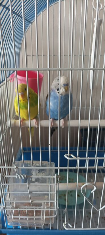 сколько стоит говорящий попугай в бишкеке: Волнистые попугаи мальчик и девочка