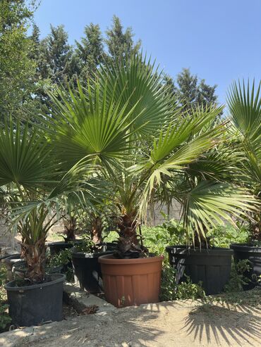 Ağaclar: Vaşinkton palmasi (qiymət 5 - 10 manat ) (500-550 dənə var ) Böyuk -da lalafo.az — 5 Ağaclar: Vaşinkton palmasi (qiymət 5 - 10 manat ) (500-550 dənə var ) Böyuk — 5