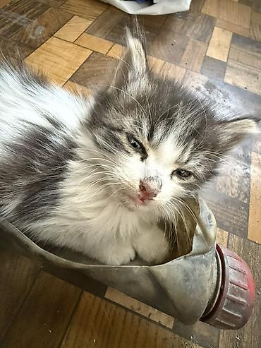 вислоухие котята фото: Отдам даром - Возраст: примерно 1–2 месяца (по фото — малыши с — 7