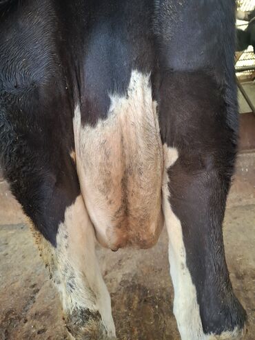 продажа щенков немецкой овчарки с документами в бишкеке: Сатам | Уй (ургаачы) | Көбөйтүү үчүн, Сүт алуу үчүн | Асыл тукумдуу, Бооз