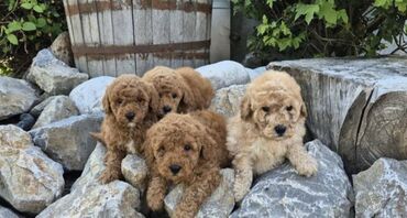 Psi: Maltipoo štenci MALTIPOO štenci izuzetnog kvaliteta i izgleda, veoma — 8