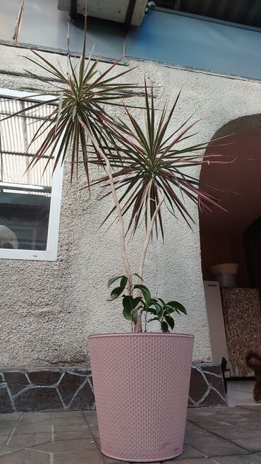пальма цветы: Продам Драцену, почти 1.60. Горшок новый на колесиках