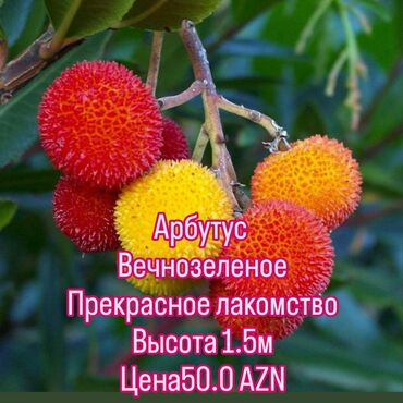 Digər: Арбутус
земляничное дерево
вечнозеленое

ягодки сьелобные