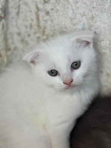 Кошки: Skotuş qıvrıqqulaq balaları - Cins: Scottish Fold (qıvrıq qulaqlı) - — 1