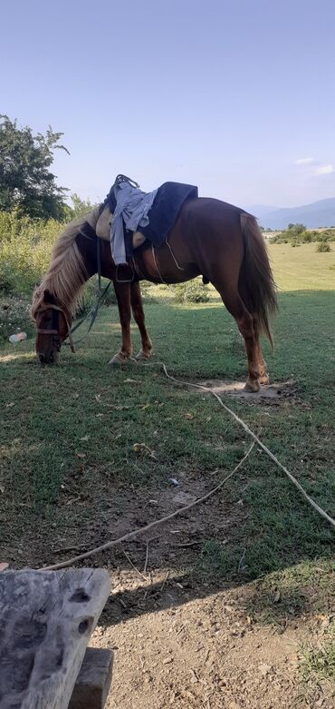 qarabağ atı satılır v Azərbaycan | Xalçalar: Atlar