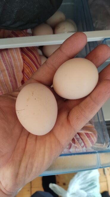 Яйца: Yumurta
toyuq kənd mayalı yumurta
maştagada