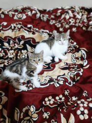 Pişiklər: Türk anqora, Dişi, Yaxşı əllərə, Ünvandan götürmə -da lalafo.az — 9 Pişiklər: Türk anqora, Dişi, Yaxşı əllərə, Ünvandan götürmə — 9