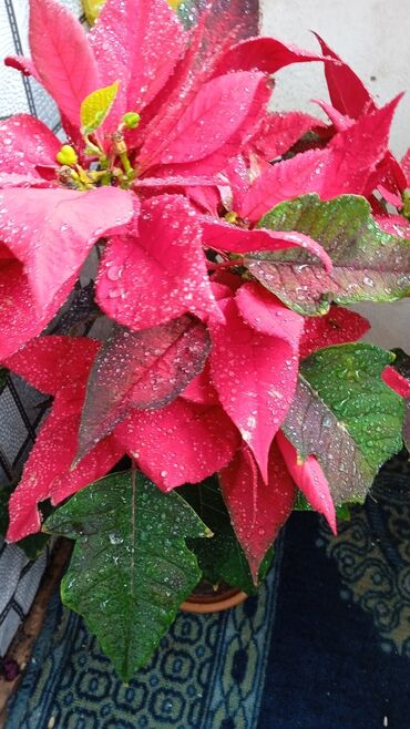 цветы комн: Пуанцетия ( Рождественская Звезда) Зацветает на Рождество,,,, цветение