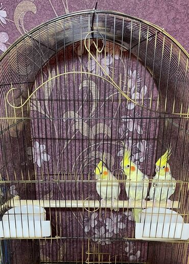 Qəfəslər: Salamlar quşlar şatılir hamısı idyal vəziyyətdədirlər .vitaminləri35 — 3