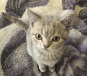 скоттиш страйт шотландская прямоухая кошка: Скотиш Страйт. Котенок возраст 2,5 месяца пол мальчик. Игривый