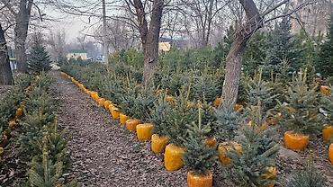 Другие товары для дома и сада: Голубой ель. Тянь-шаньский ель.береза,Пихта,Сосна, сатылат — 17